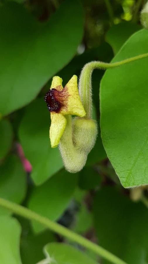 Aristolochia 3