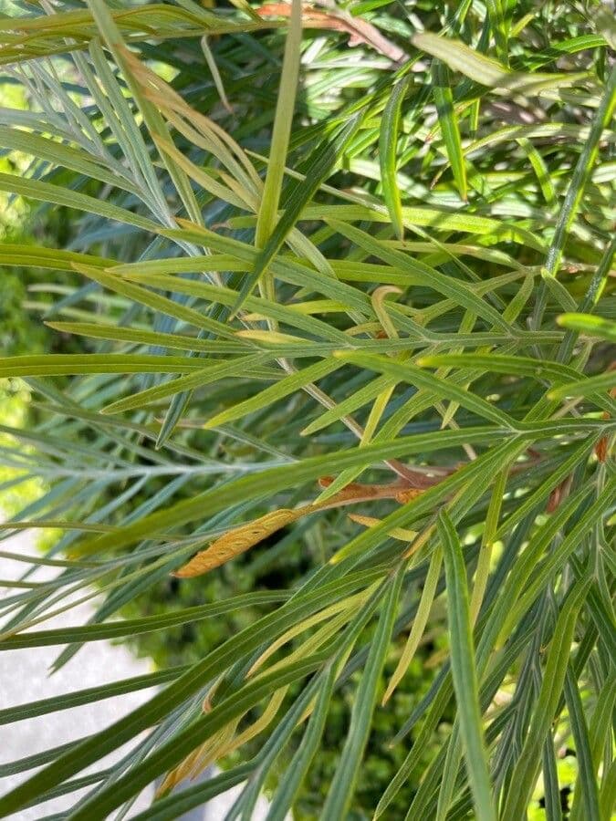 Grevillea 16