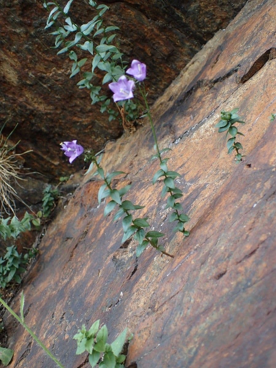 Campanula 9
