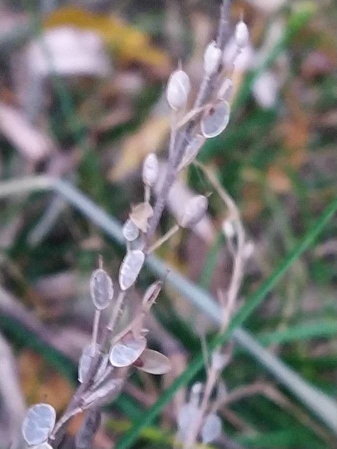 Draba incana 12