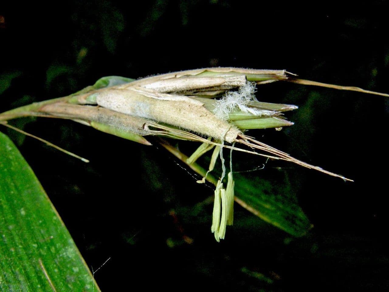 Elytrostachys 2