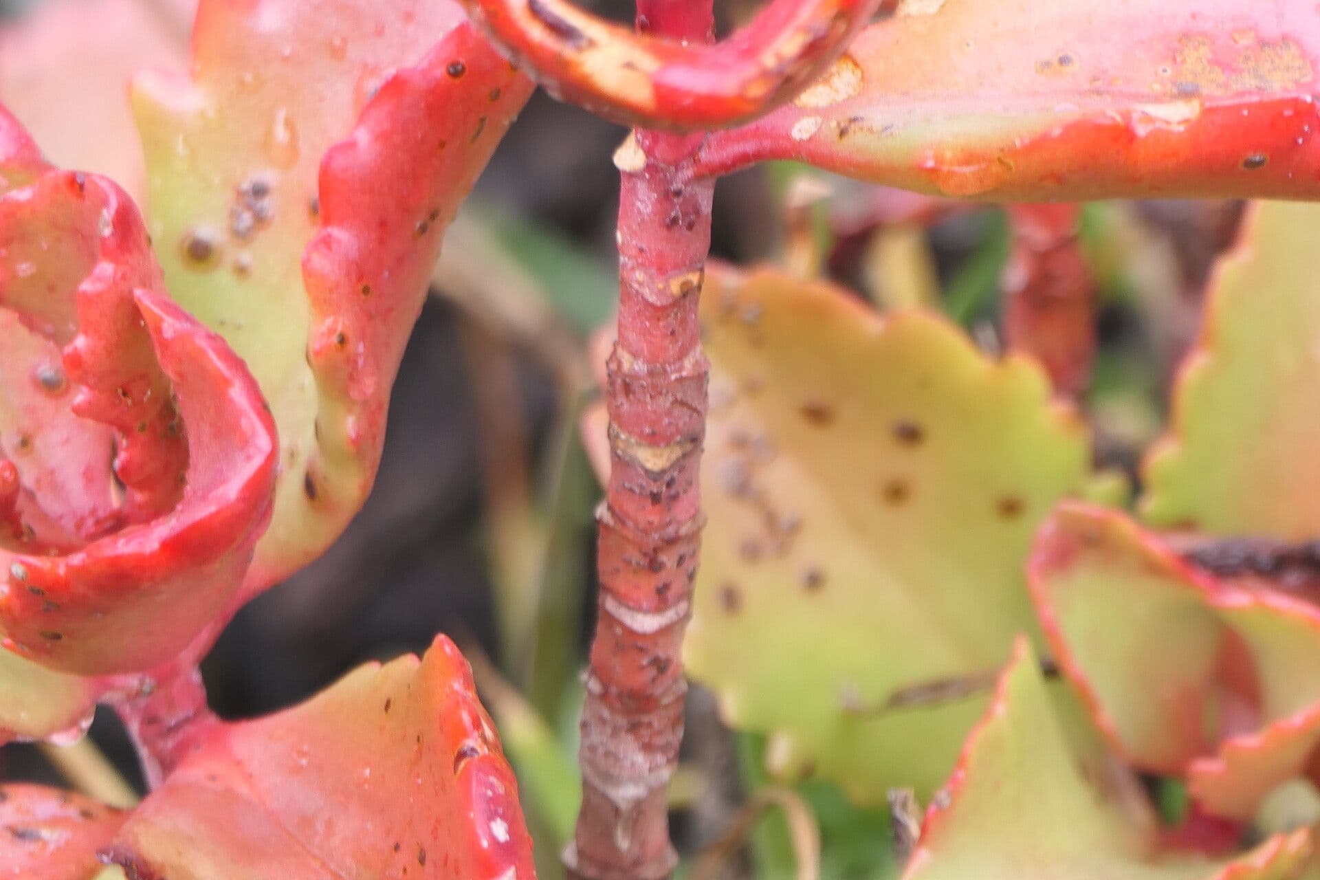 Kalanchoe esagonale 8