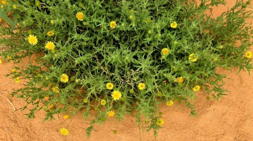 Asteriscus odorant 3