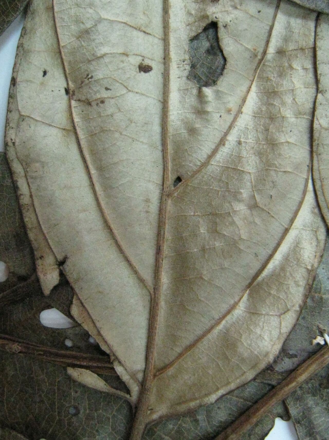 Ocotea 12