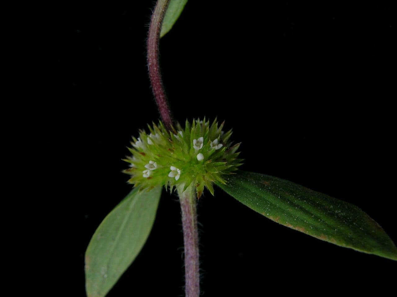 Mitracarpus hirtus 10