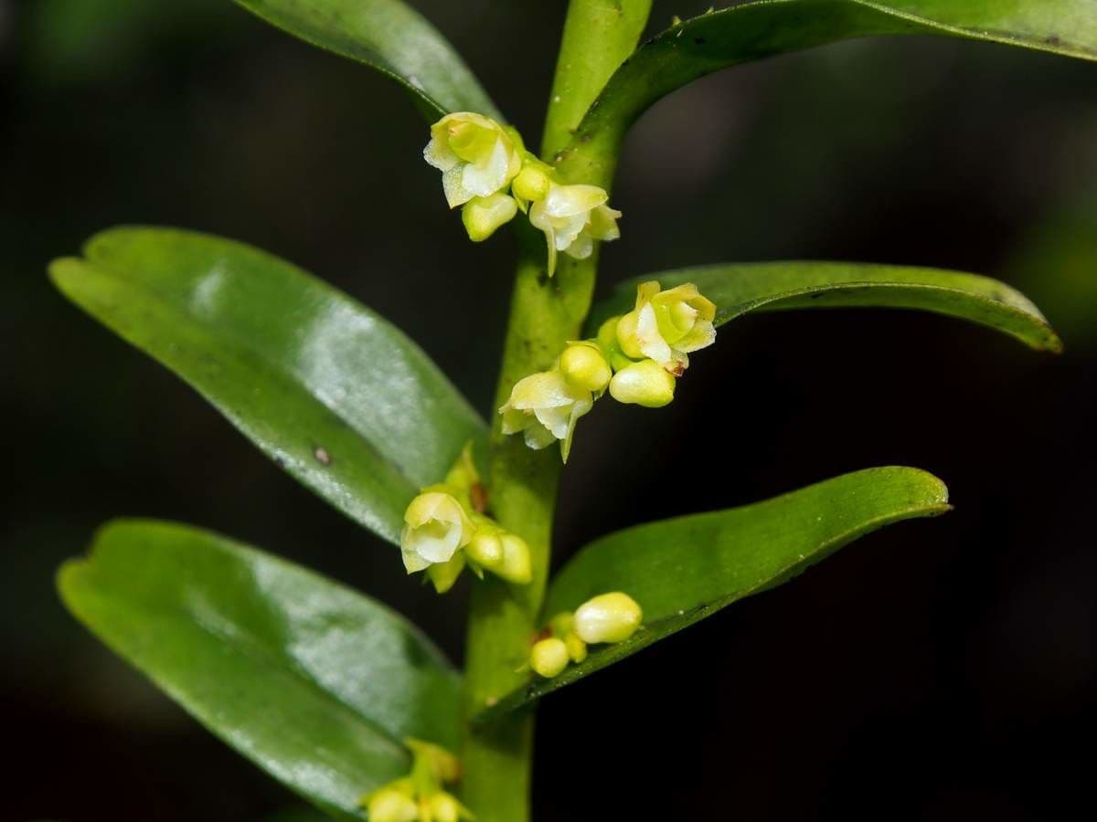 Appendicula 8