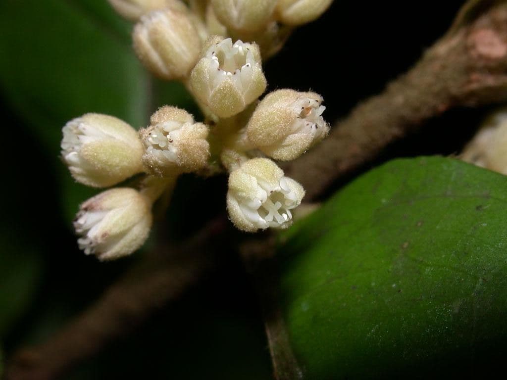Dichapetalum 5