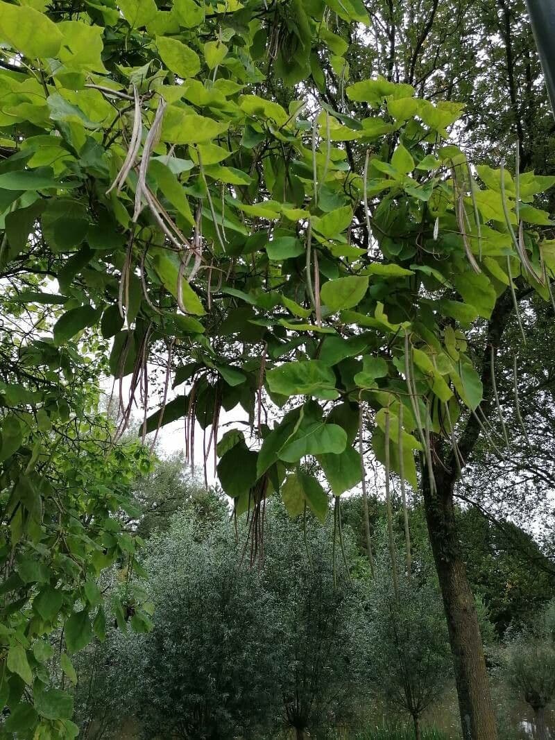 Catalpa comune 11