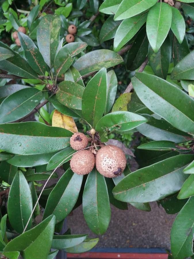 Sapodilla 3