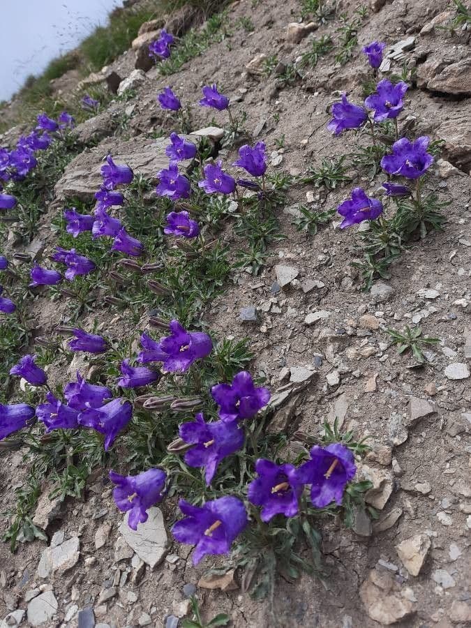 Campanula alpestre 8