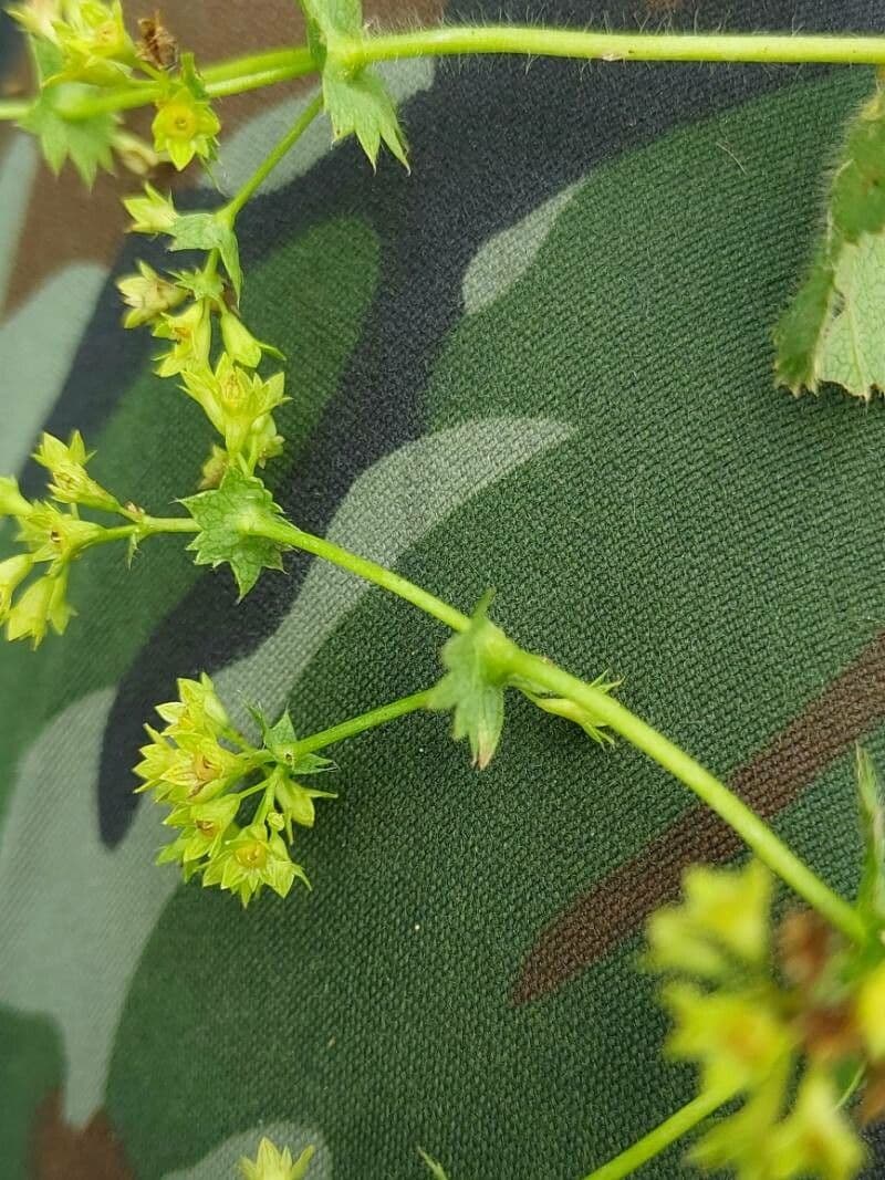 Alchemilla lucida 2