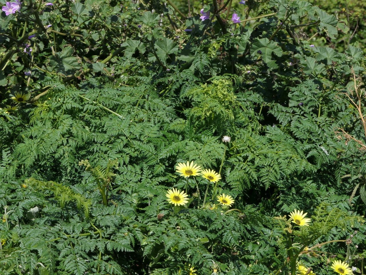 Angelica pachycarpa 12