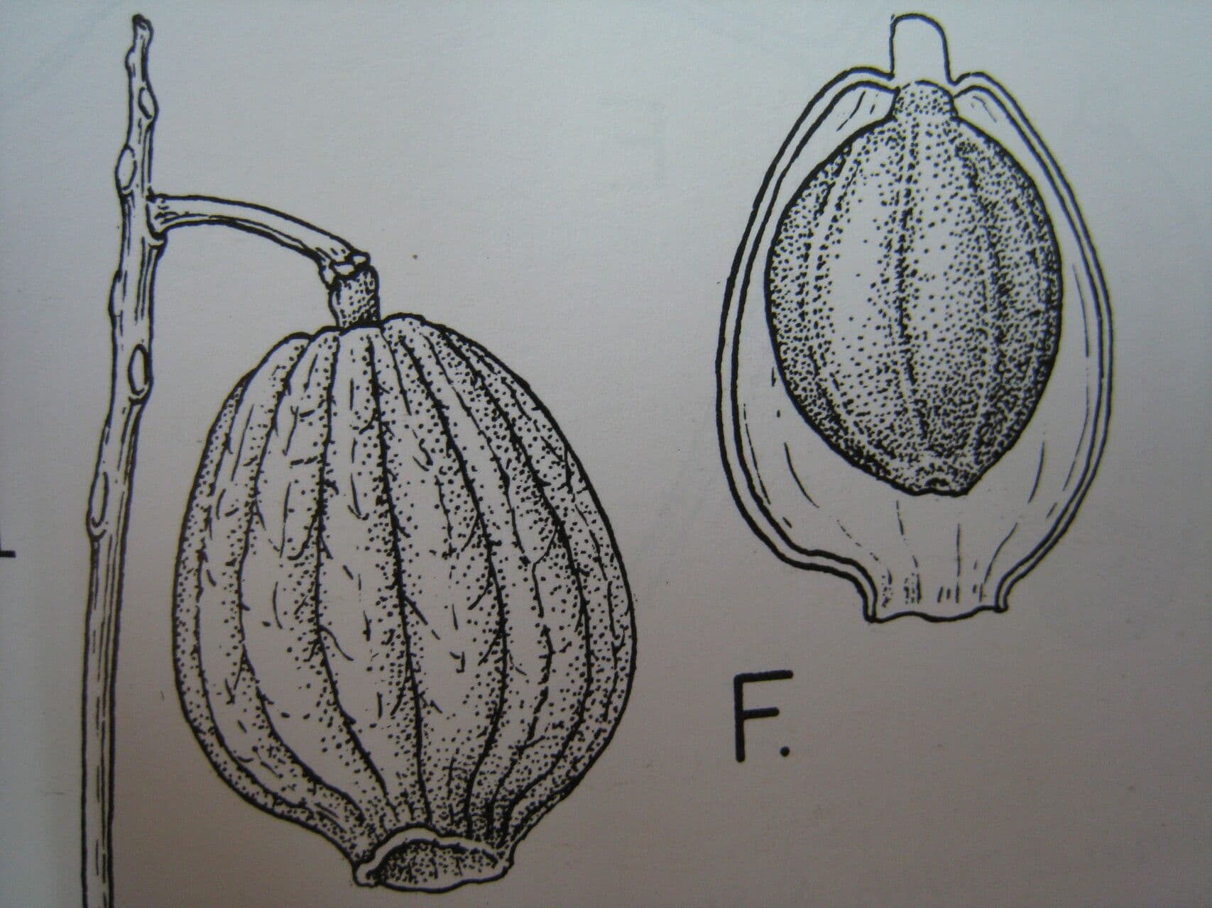 Hernandia 5
