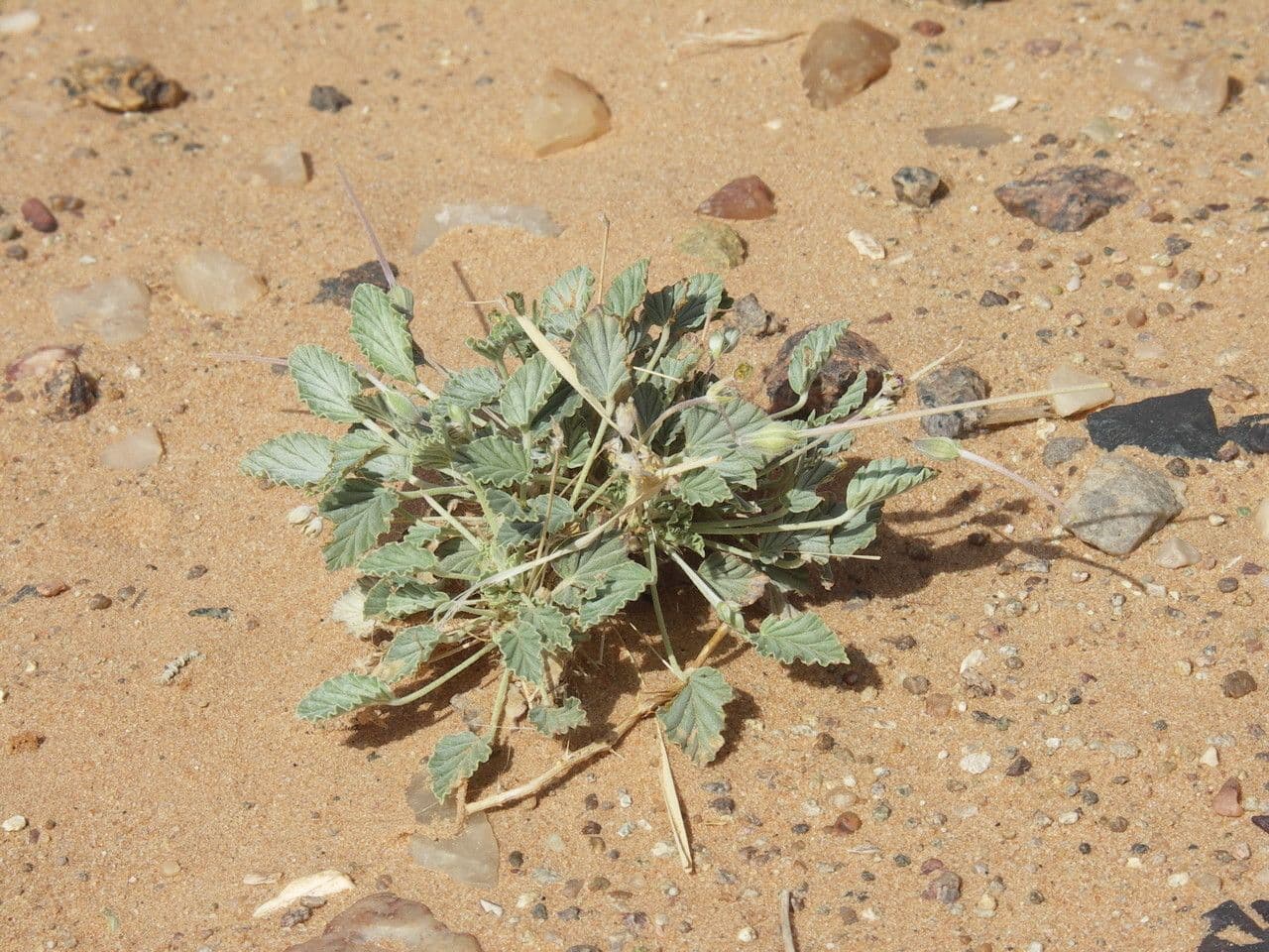 Monsonia 9