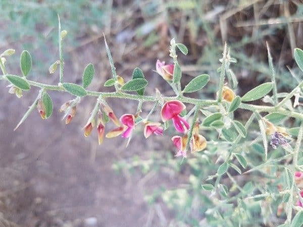 Ononide spinosa 29
