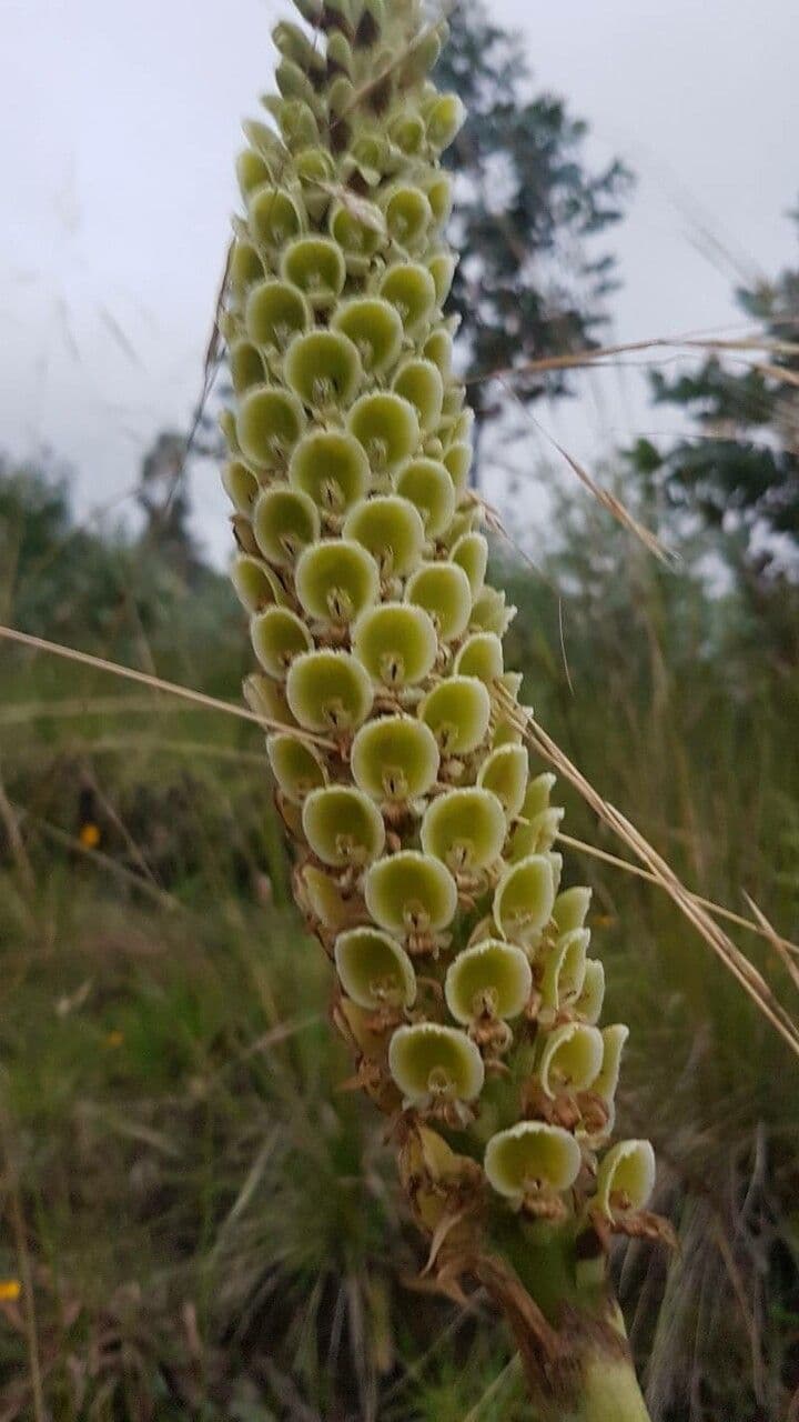 Altensteinia