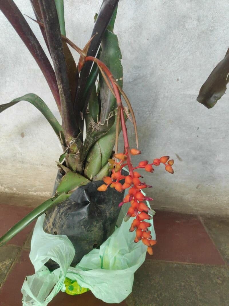 Aechmea 4