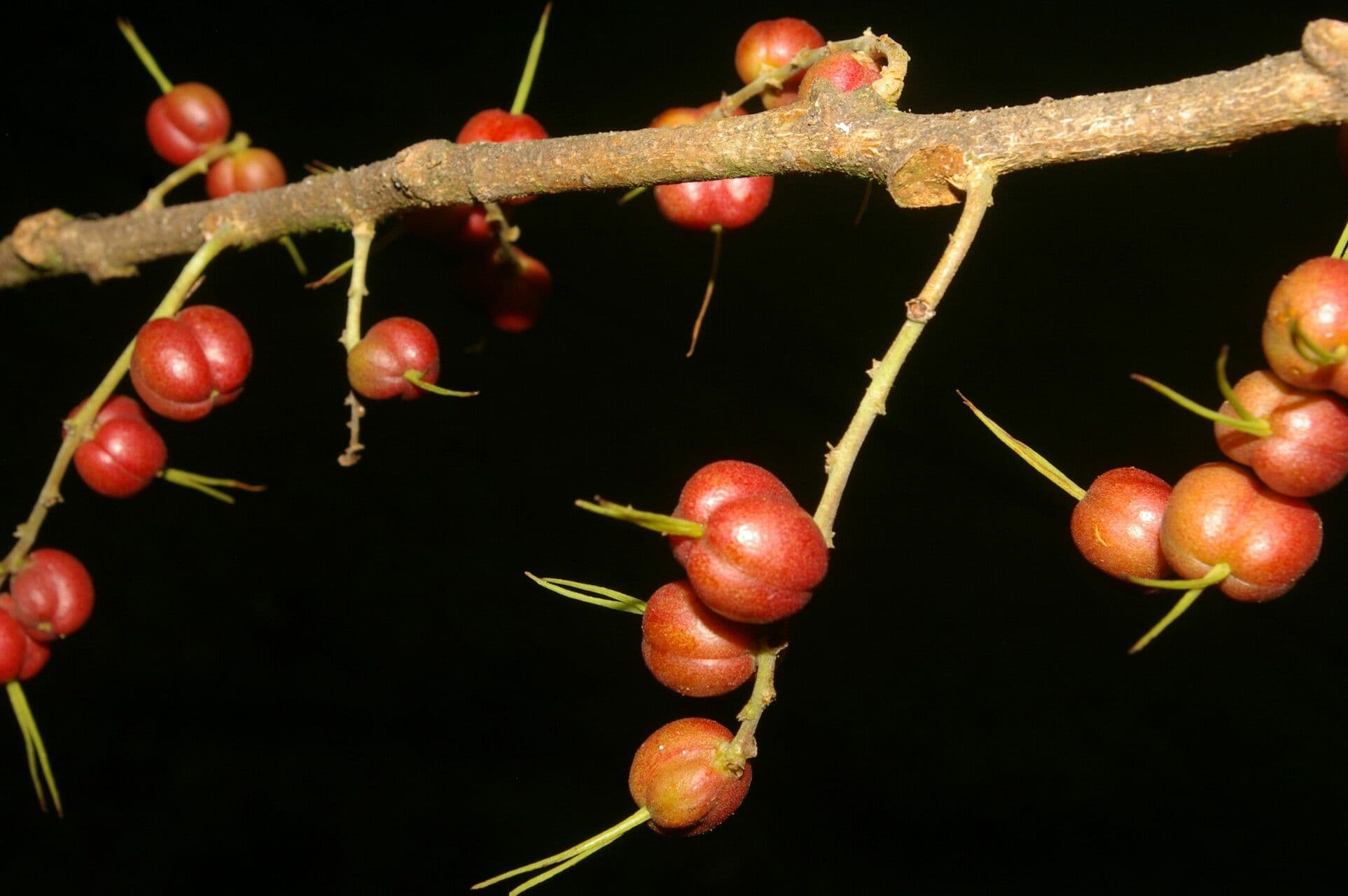 Achiotillo 3