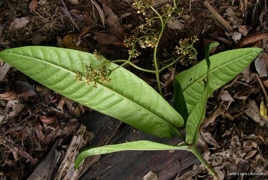 Psychotria 10