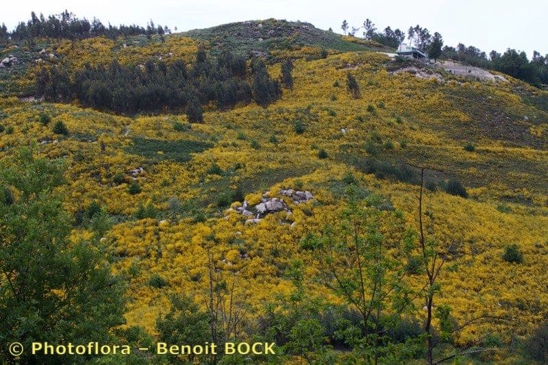 Janovec veľkokvetý 7