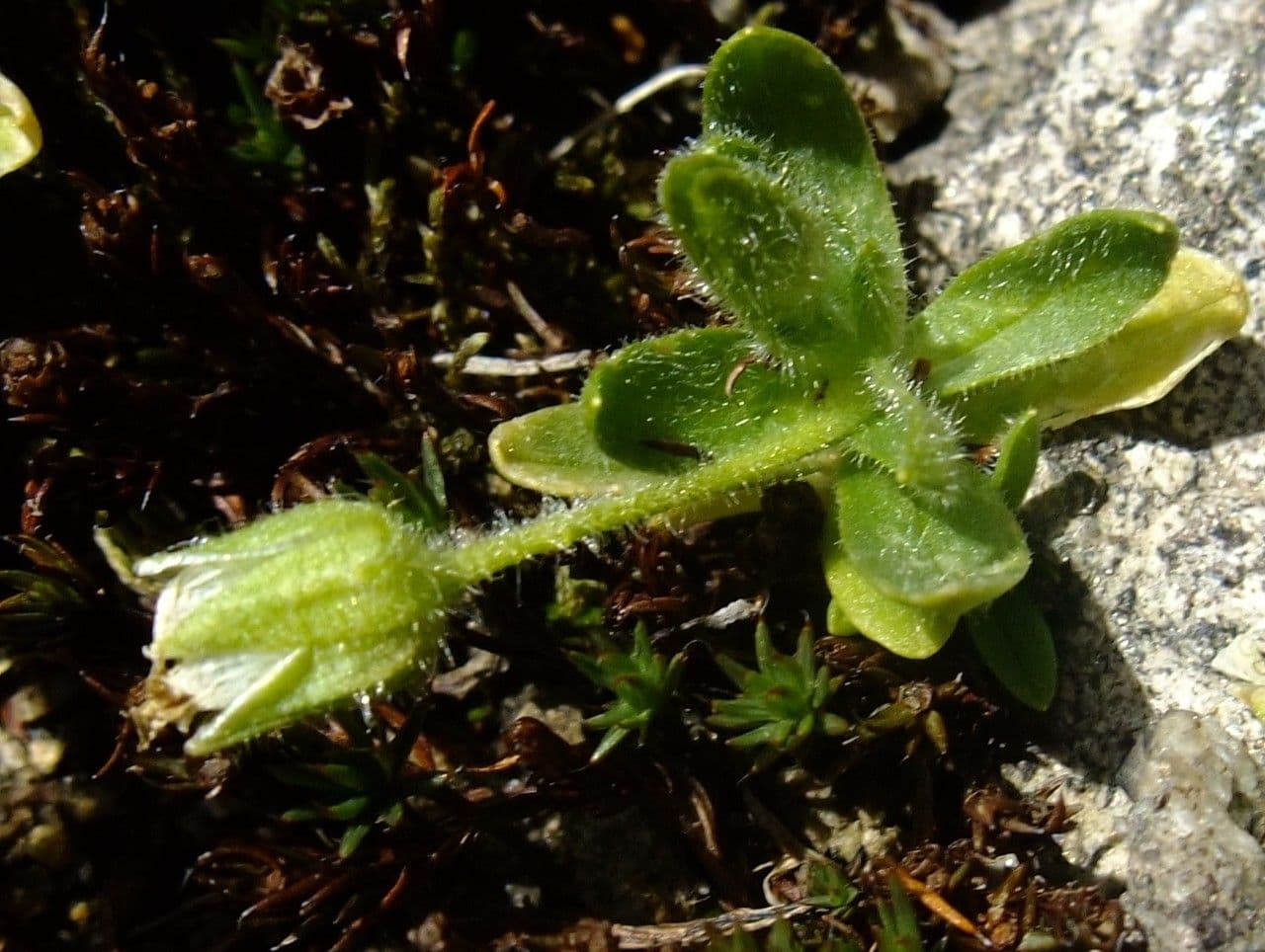 Cerastium 7