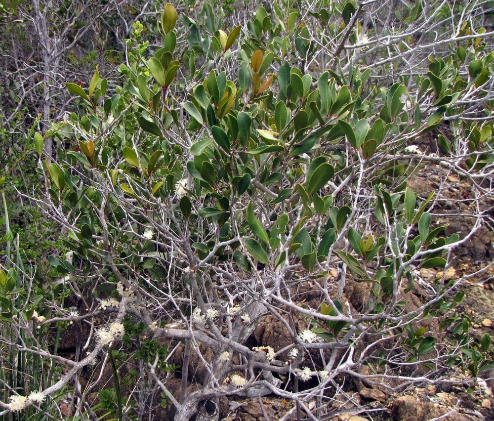 Eugenia 2
