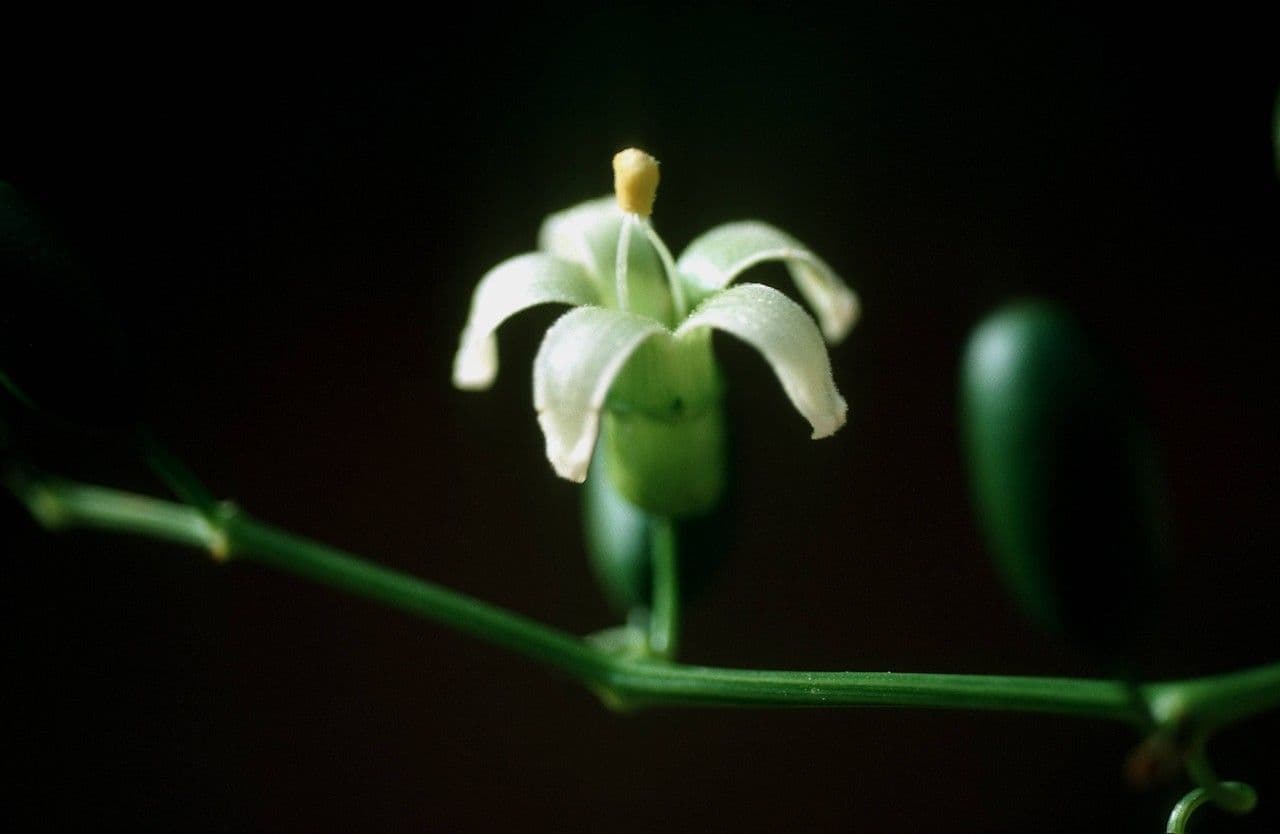 Cayaponia 7