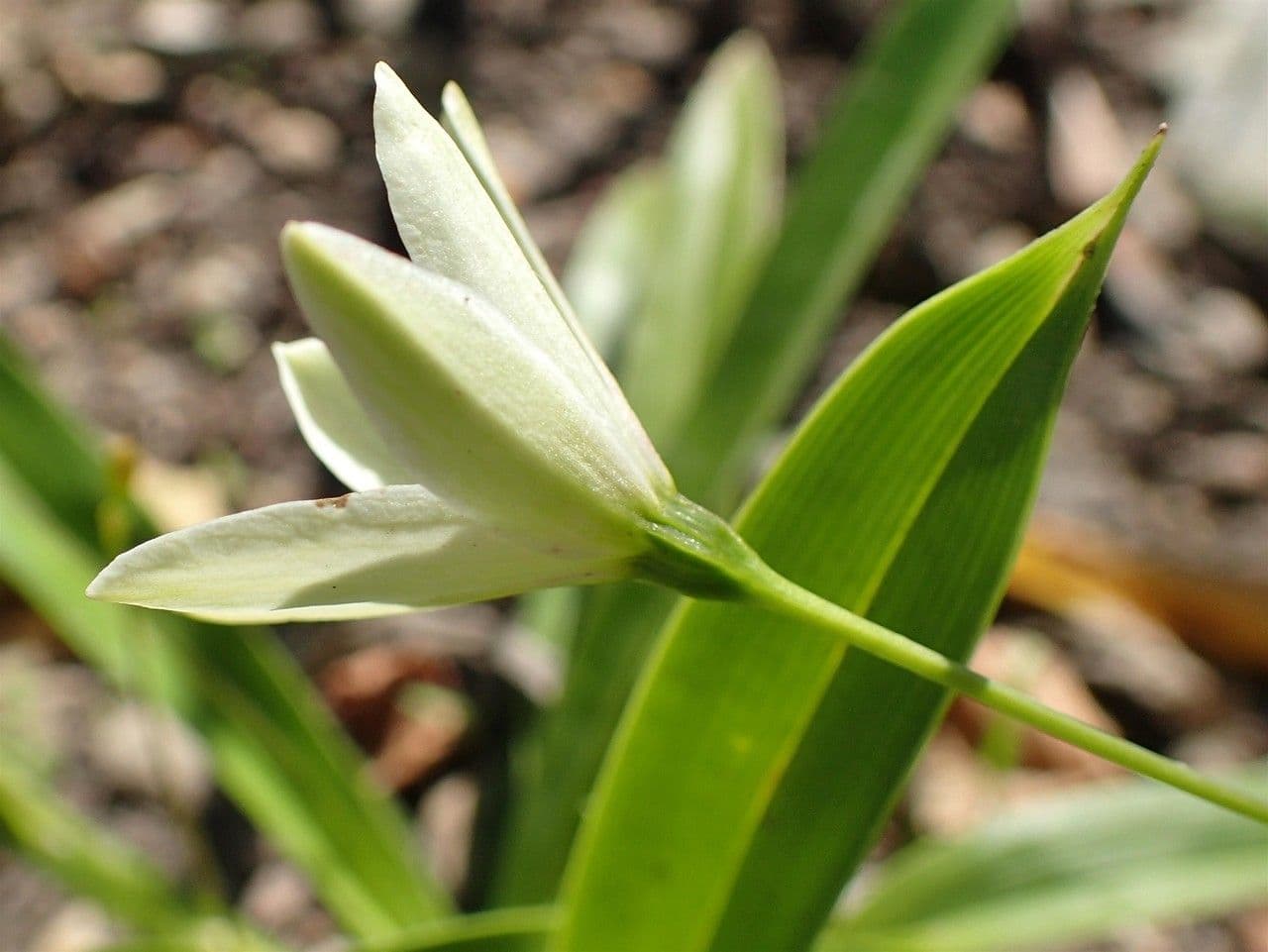 Xerophyta 5