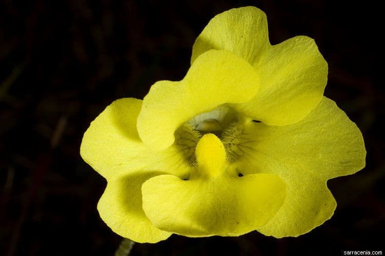Pinguicula lutea