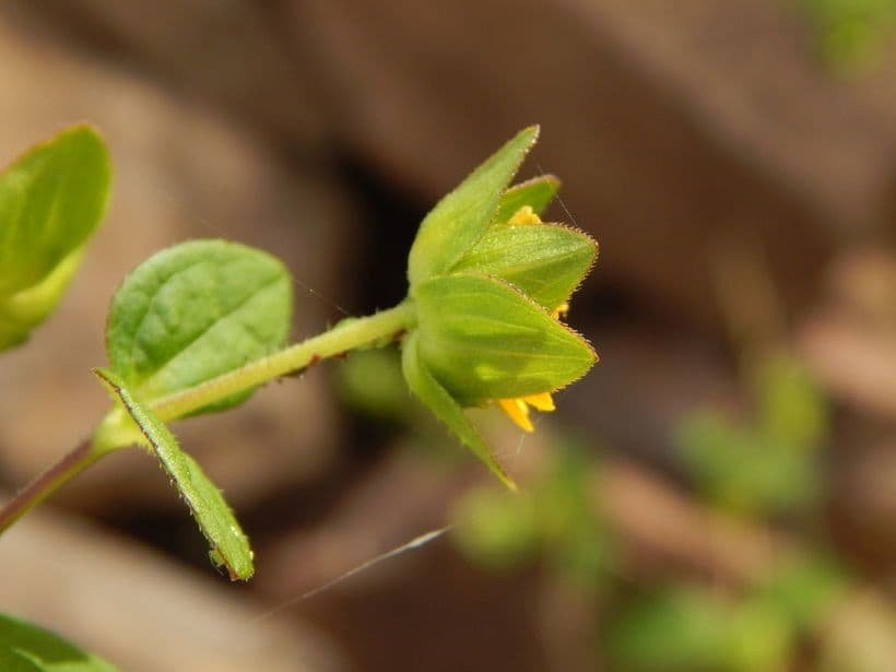 Melampodium 12