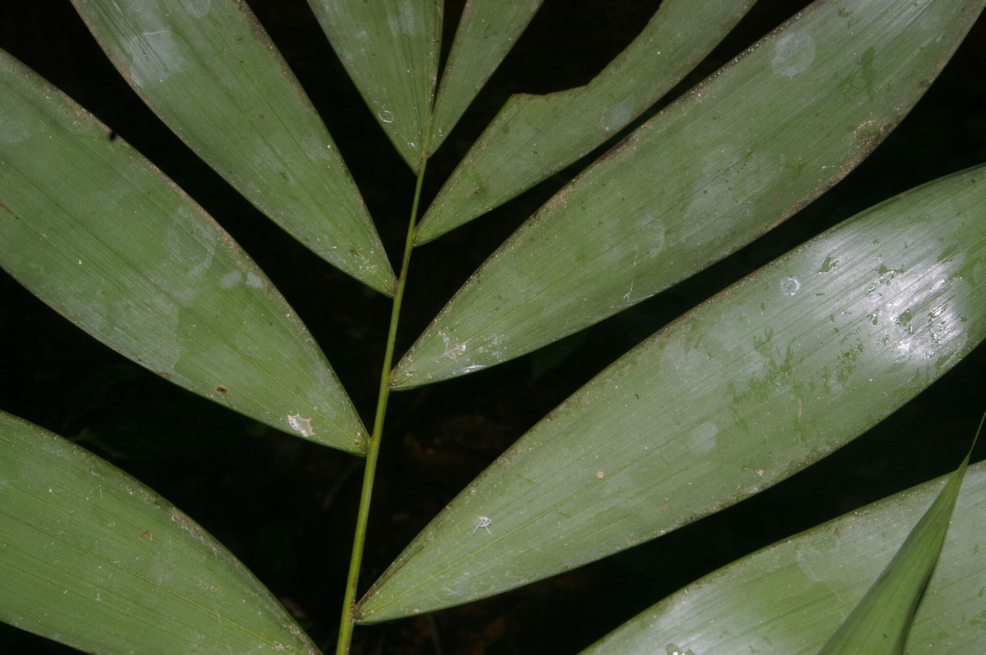 Neonicholsonia