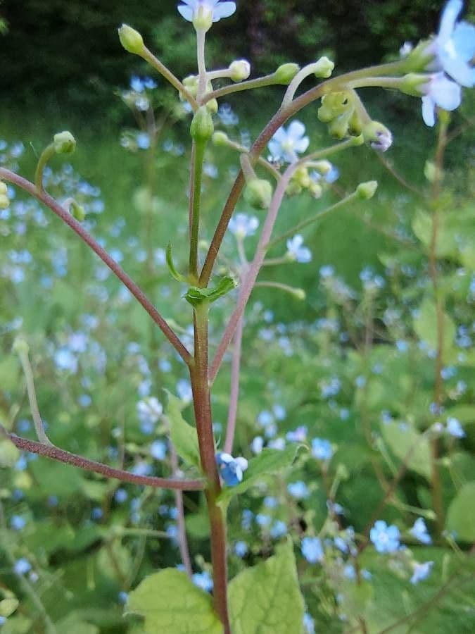 Brunnera macrophylla 23