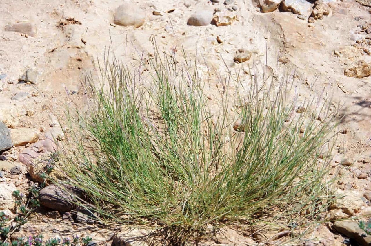 Dichanthium foveolatum 2