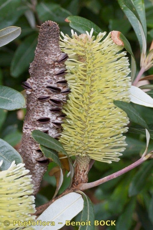 Banksia integrifolia 26