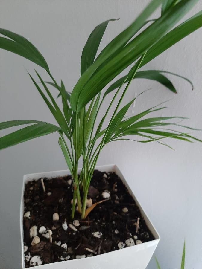 Howea Forsterova 7