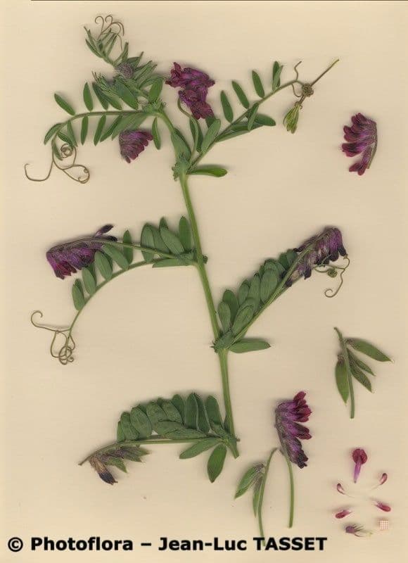 Bengalkichererbse 26