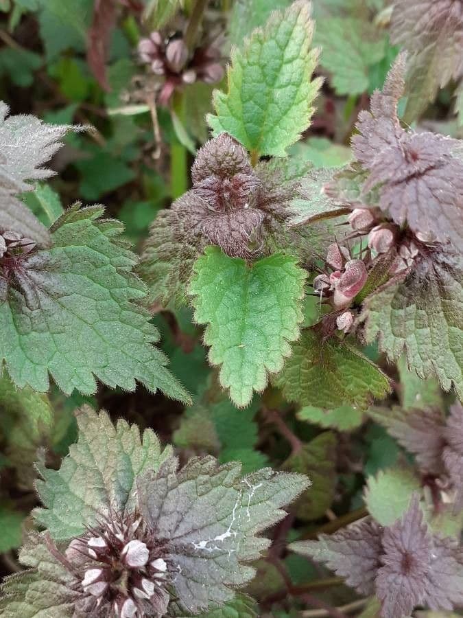 Falsa ortica macchiata 17