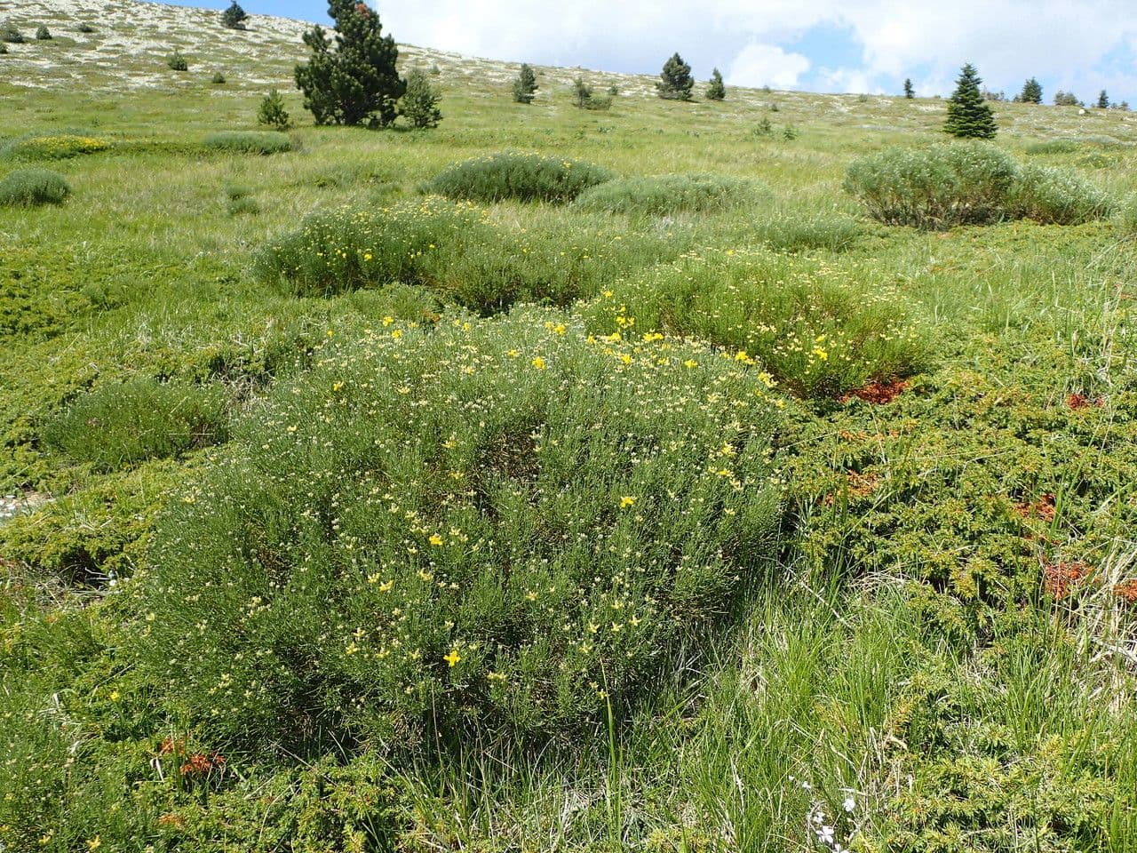 Ginestra radiata 13