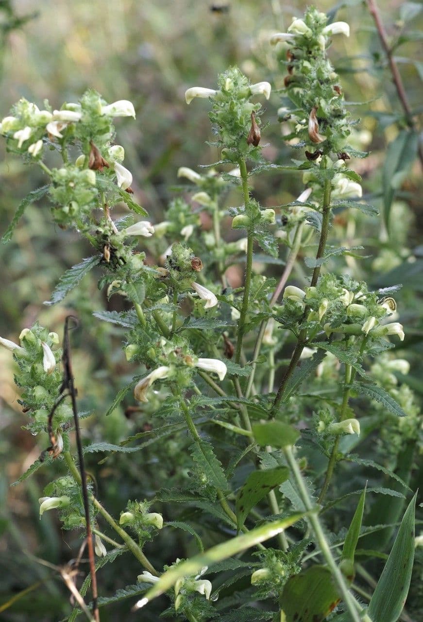 Pedicularis lanceolata 4