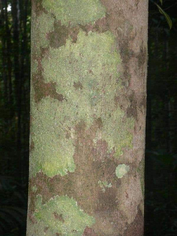 Hymenopus 4