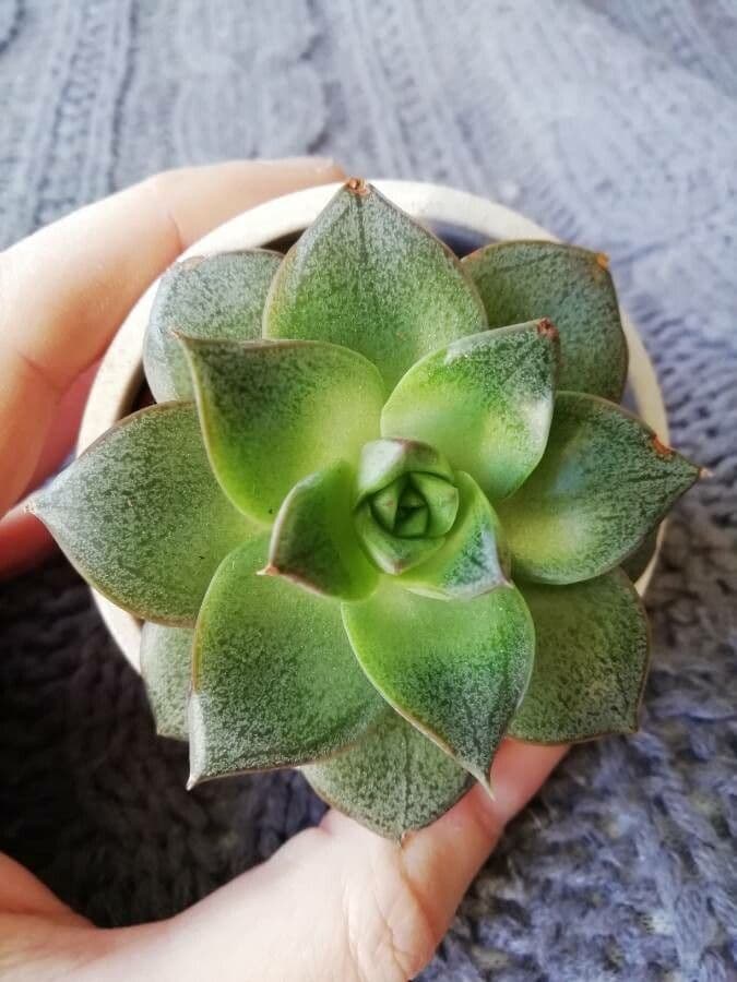 Echeveria 6