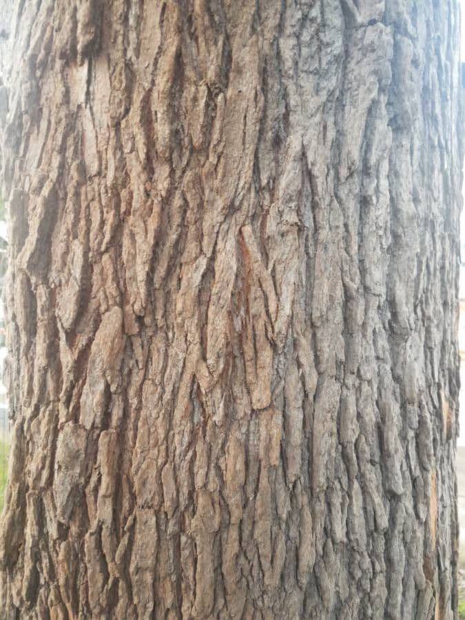 Eucalipto de maná 18