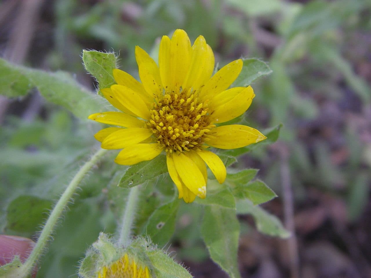 Heterotheca