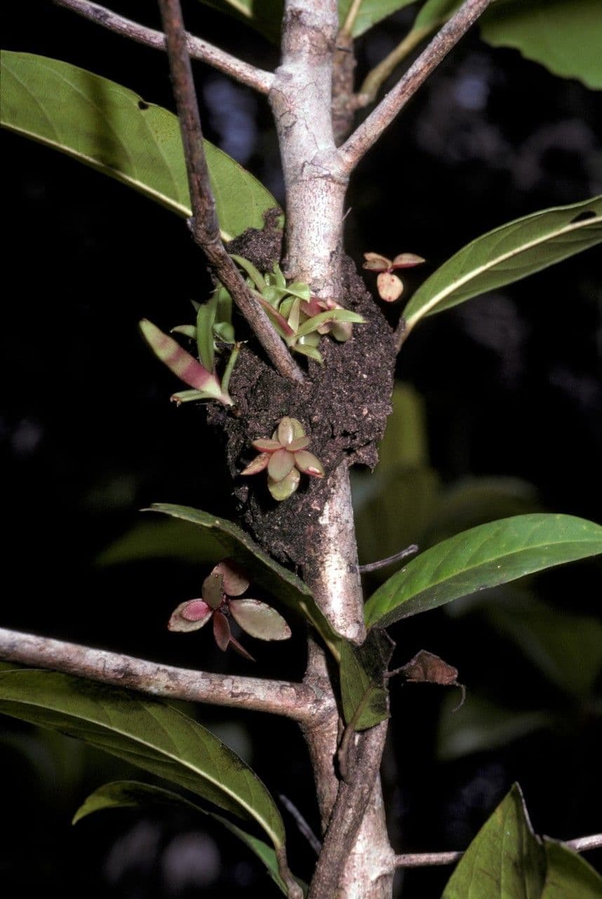Codonanthopsis tlustolistá 8