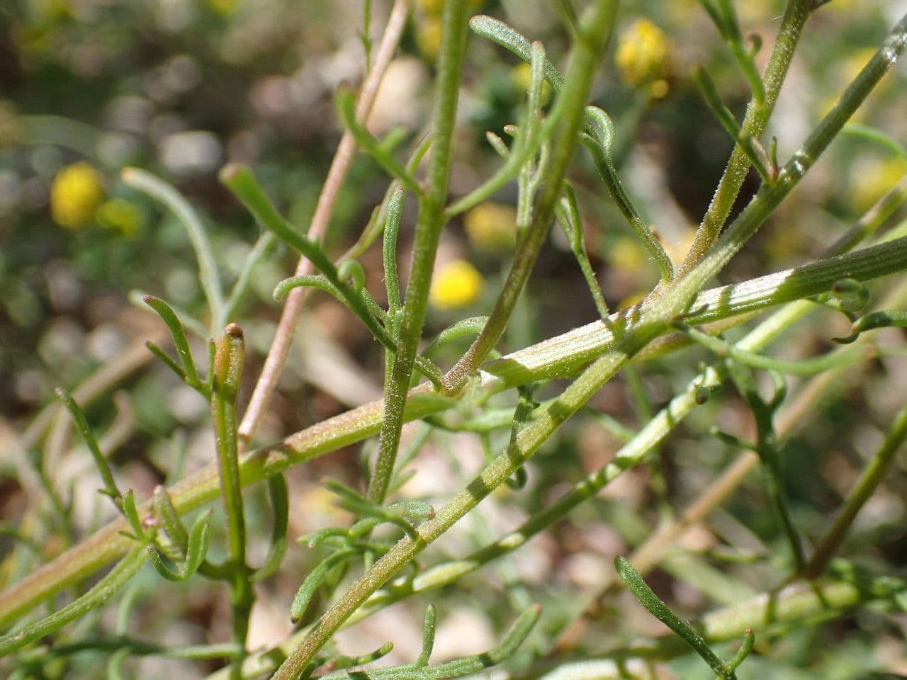 Iberis pinnata 30