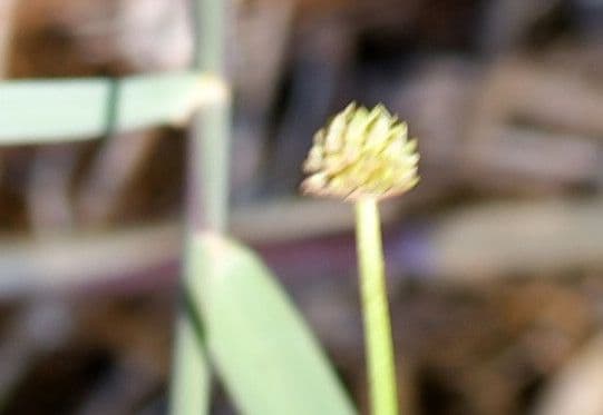 Alisma ranuncoloide 4