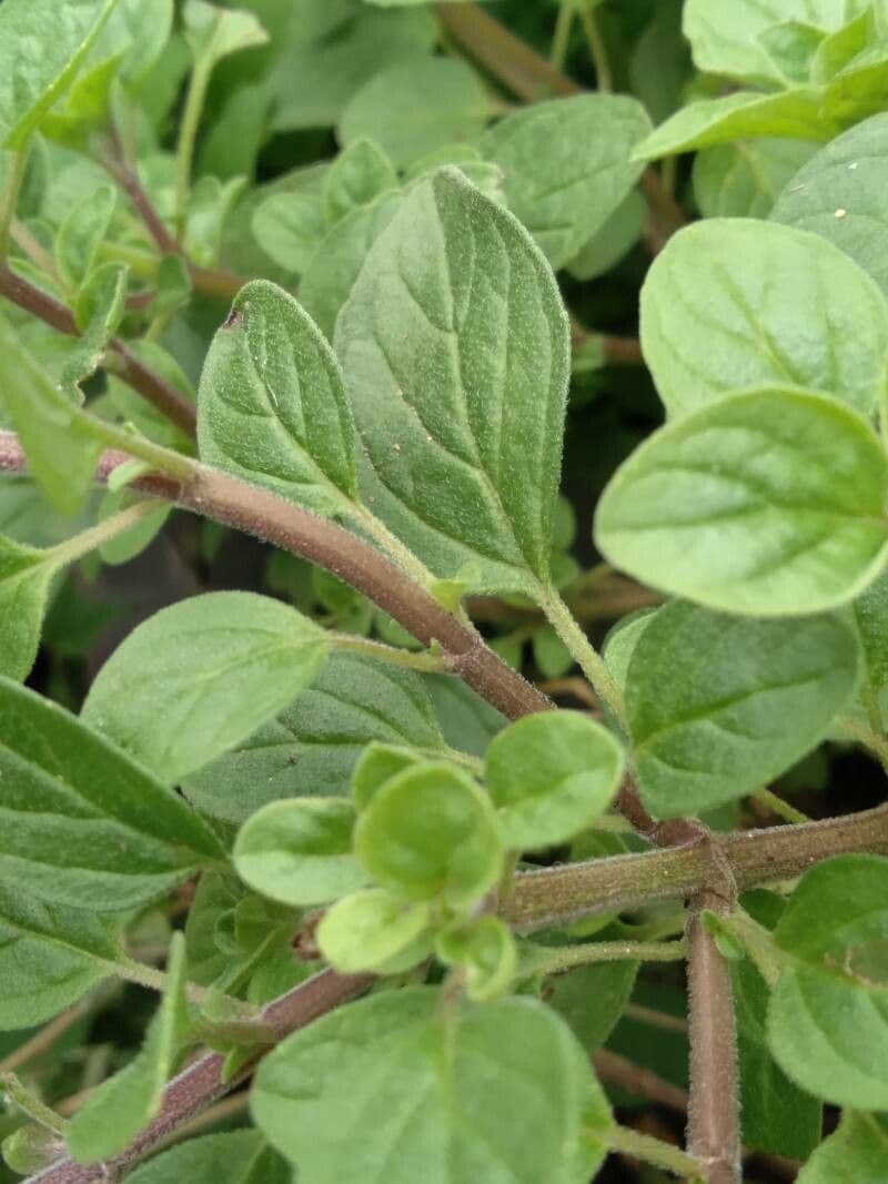 Oregano 22