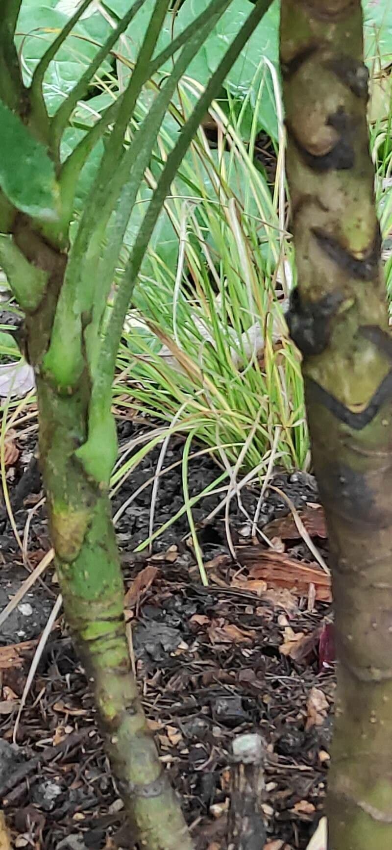 Fatsia 10