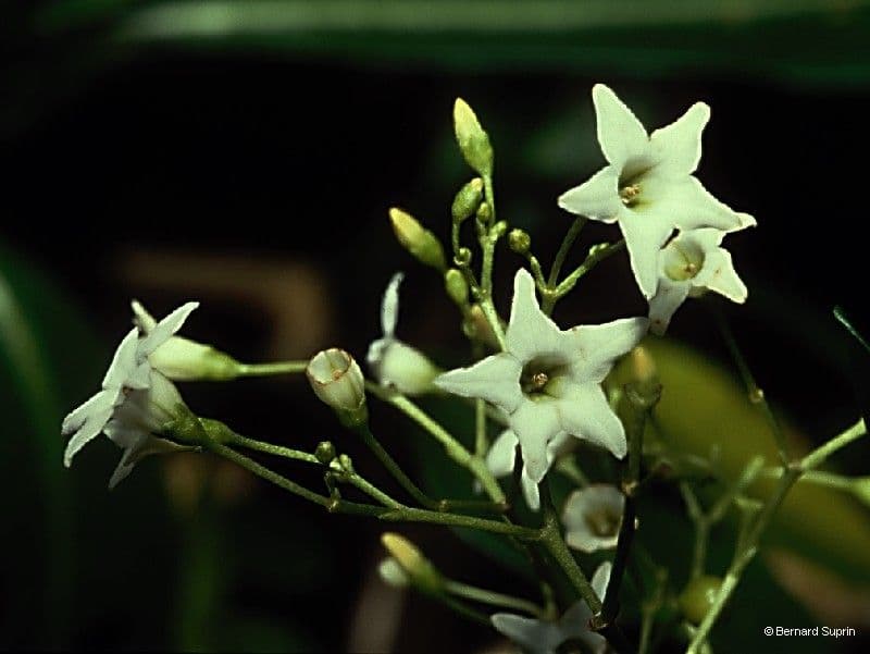 Duboisia 5