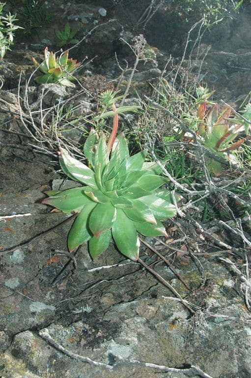Dudleja 2